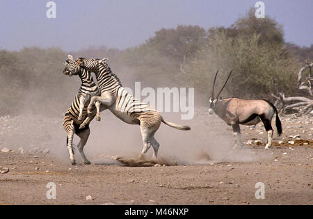 La Namibie. Etosha National Park. Zèbre de Burchell (Equus quagga burchellii) combats. Gemsbok (Oryx gazella). Banque D'Images