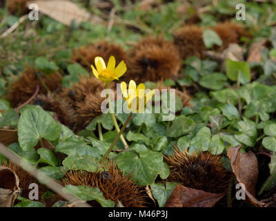 Lesser Celandine, Ficaria verna développe entre les enveloppes de châtaigne Banque D'Images