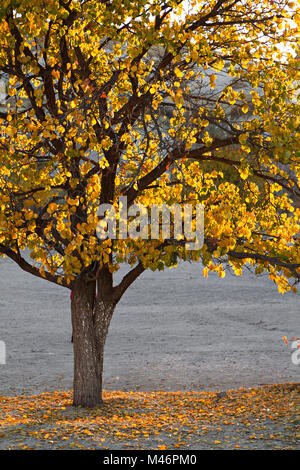 Feuilles d'automne sur l'arbre unique, Cappadoce, Turquie Banque D'Images