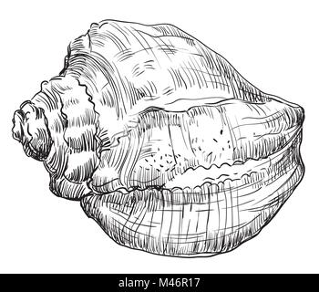 Dessin vectoriel monochrome illustration de coquille de conque, le Seashell en couleur noir isolé sur fond blanc. Illustration de Vecteur