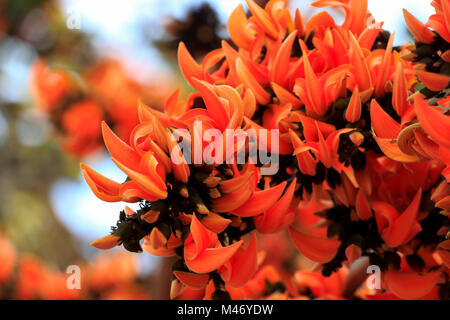 Fleurs de Printemps fleurs Palash flamboyantly avènement du ressort dans le pays. Dhaka, Bangladesh. Banque D'Images