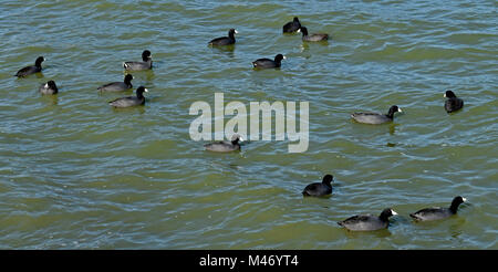 Foulques, Fulica americana, sur le lac Elizabeth, Central Park, Fremont, Californie, Banque D'Images