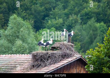 Un groupe de cigognes blanches, assis sur un toit dans le sud de l'Allemagne au cours de l'heure d'été Banque D'Images