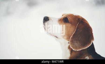 Chien beagle portrait extérieur walking in snow Banque D'Images