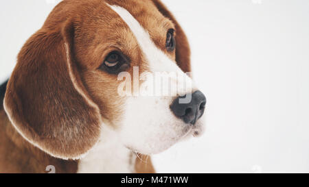 Chien beagle triste portrait extérieur walking in snow Banque D'Images