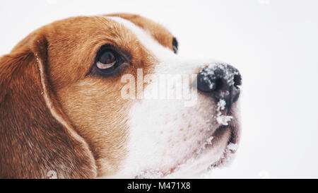 Chien beagle triste portrait extérieur walking in snow Banque D'Images