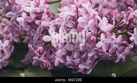 Fleurs lilas macro photo Banque D'Images