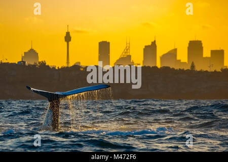 Coucher de Sydney, Australie cityscape view de humpback whale fluke Banque D'Images