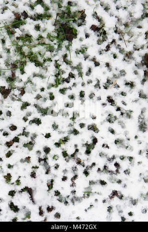 Neige fraîche sur une pelouse qui décongèle Banque D'Images