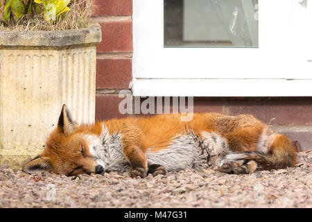Kidderminster, Royaume-Uni. 15 février 2018. Météo au Royaume-Uni : un renard rouge urbain (Vulpes vulpes) prend un long repos isolé dans un jardin calme du Worcestershire, baignant pacifiquement le soleil de bienvenue de la journée, bien trop détendu pour faire n'importe quoi mais dormir. Crédit: Lee Hudson/Alay Live News Banque D'Images
