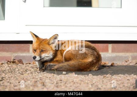 Kidderminster, Royaume-Uni. 15 février 2018. Météo au Royaume-Uni : un renard rouge sauvage et urbain (Vulpes vulpes) est isolé à l'extérieur, profitant tranquillement du soleil d'hiver glorieux, se détendre dans un jardin britannique, les yeux fermés, assis près de la porte arrière! Crédit: Lee Hudson/Alay Live News Banque D'Images