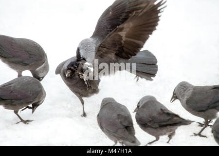 L'agression d'oiseaux Banque D'Images