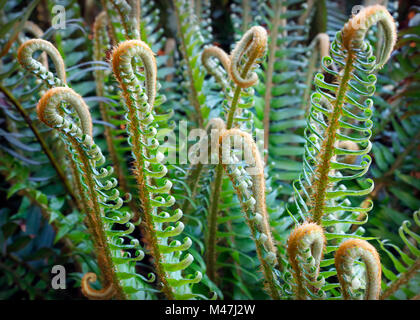Fougères poussant dans l'air brumeux le long de la côte de l'océan Pacifique du nord-ouest de l'Oregon. Banque D'Images