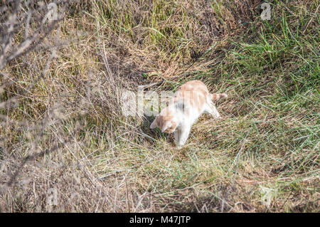 La chasse, chat domestique Felis silvestris catus, Santpedor, Catalogne, Espagne Banque D'Images