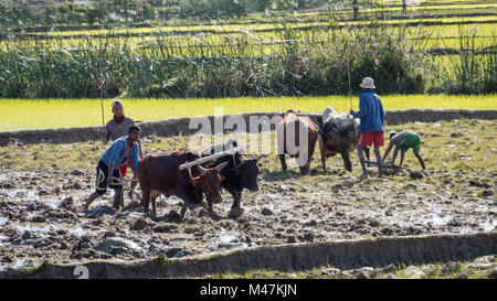 Les Rizières de travail par Ox Plough, sud de Madagascar Banque D'Images