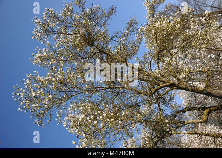 Magnolia kobus var borealis, Magnolia Kobushi Banque D'Images