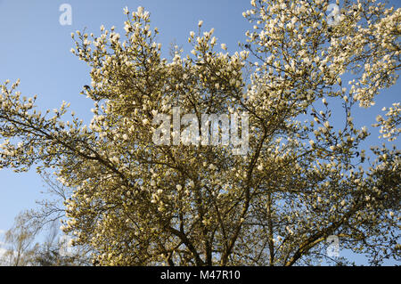 Magnolia kobus var borealis, Magnolia Kobushi Banque D'Images
