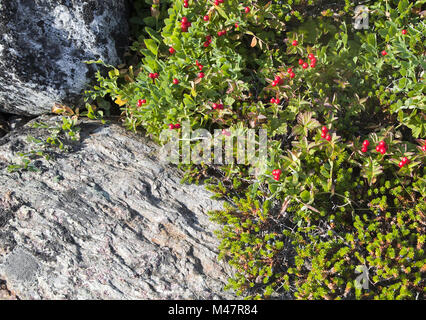 Dwarf cornel aux fruits rouges Banque D'Images