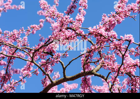 Cercis siliquastrum au ciel bleu Banque D'Images