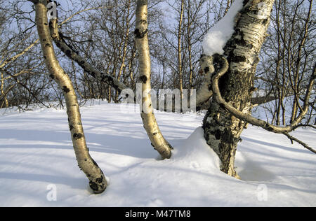 Les bouleaux en hiver Abisko-Nationalpark - Norrbottens Laen Banque D'Images