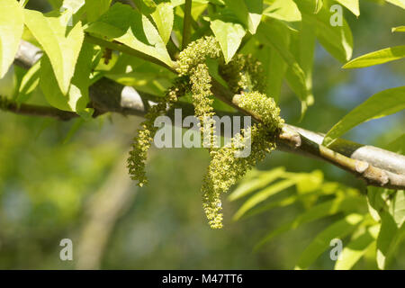 Elaeagnus commutata, caucasien wingnut, fleurs mâles Banque D'Images