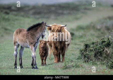 Highland cattle, femelle et son veau et Race Exmoor Banque D'Images