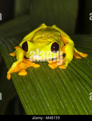 Planeur Treefrog, également connu sous le nom de Flying Leaf Frog ou Spurrell's Leaf Frog (Agalychnis sparelli) sur la feuille Banque D'Images