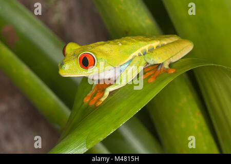 La rainette aux yeux rouges (agalychnis callidryas) sur des feuilles de la forêt tropicale, aussi connu sous les yeux rouges Grenouille Feuille Banque D'Images