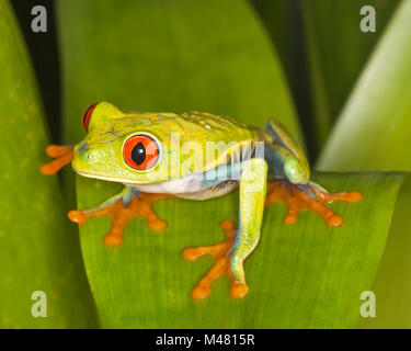 La rainette aux yeux rouges (agalychnis callidryas) sur des feuilles de la forêt tropicale, aussi connu sous les yeux rouges Grenouille Feuille Banque D'Images