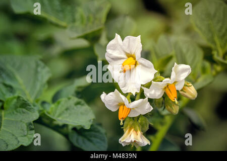 La floraison des patates sur le terrain avec de petites fleurs blanches. Banque D'Images