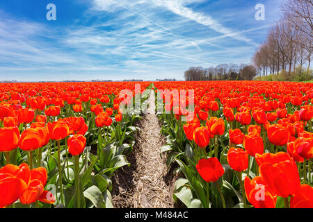 Domaine de fleurs tulipes rouges avec ciel bleu en Hollande Banque D'Images