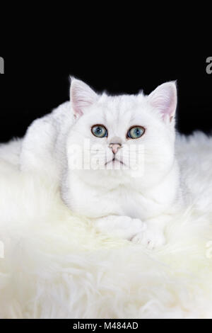 Young Black Silver Shaded chat couché sur la peau de mouton blanc Banque D'Images