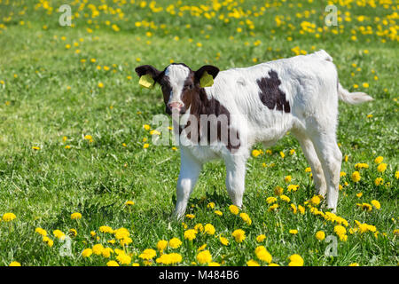 Comité permanent veau nouveau-né dans la région de prairie avec pissenlits jaunes Banque D'Images