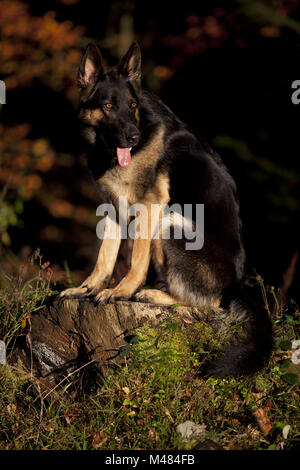 Portrait de chien allemand shepard en automne Banque D'Images