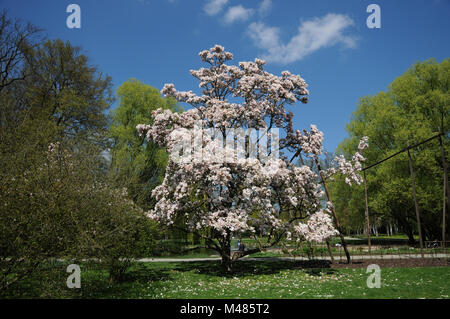 Magnolia x Lysimachia clethroides Duby Lysimachia fortunei Maxim, Saucer Magnolia, engelures Banque D'Images