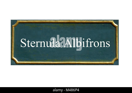 Peu de protection, Sterne Sterna albifrons, espèce animale menacée