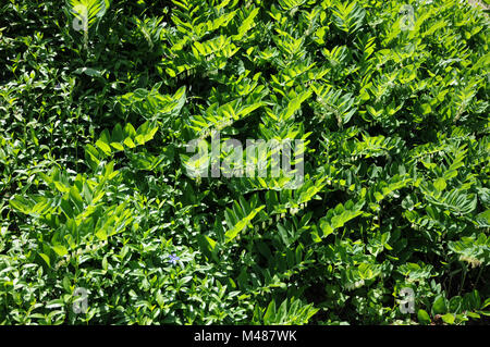 Polygonatum multiflorum sceau de Salomon, le canard Banque D'Images