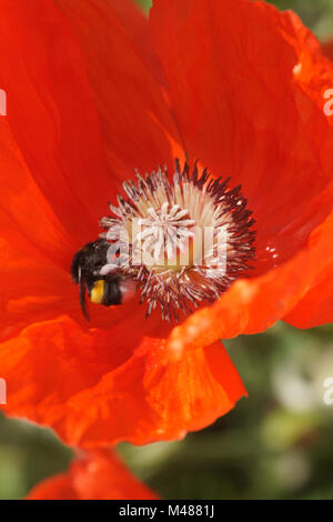 Papaver orientale, pavot d'Orient, avec bourdon Banque D'Images