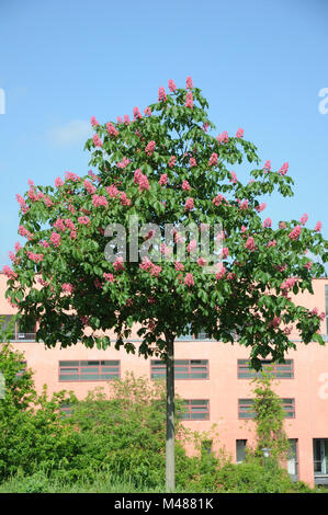 Aesculus x carnea Briotii, rouge-marron à fleurs Banque D'Images