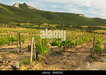 Belles vignes vertes sur les champs dans les montagnes de Crimée. Banque D'Images