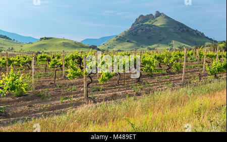 Belles vignes vertes sur les champs dans les montagnes de Crimée. Banque D'Images