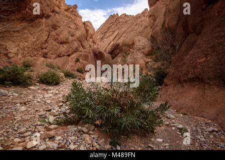 Paysage pittoresque dans les gorges du Dadès, Atlas, Maroc Banque D'Images