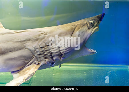 Les jeunes bourrés avec les grandes dents de requin et bouche ouverte Banque D'Images