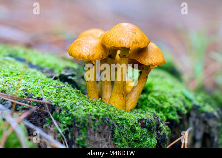 Bouchon jaune champignons (Leucocoprinus birnbaumii) sur un journal tombé Banque D'Images