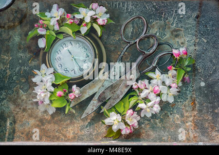 Deux ciseaux noir antique forge main se trouvent à côté de l'autre, sur la gauche de l'horloge ronde vieux mur dans le châssis de délicates fleurs roses. Banque D'Images