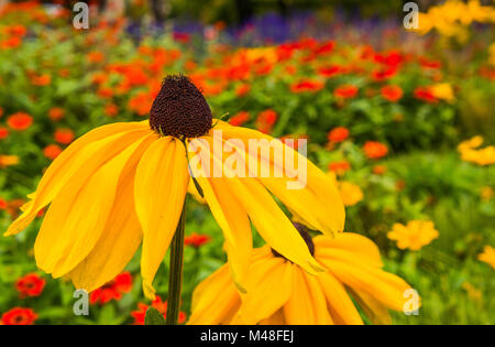 Beau rouge-eyed Susan dans le jardin Banque D'Images