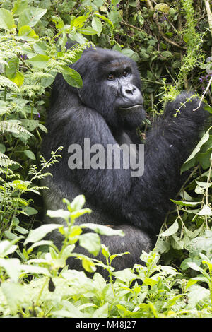 Silverback gorille de montagne dans le parc national des Virunga, au Rwanda. Banque D'Images