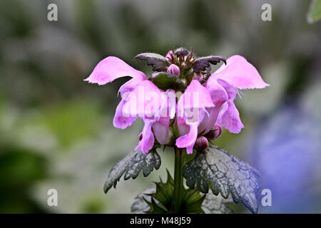 Gefleckte Taubnessel (Lamium maculatum Beacon's Silver) Banque D'Images