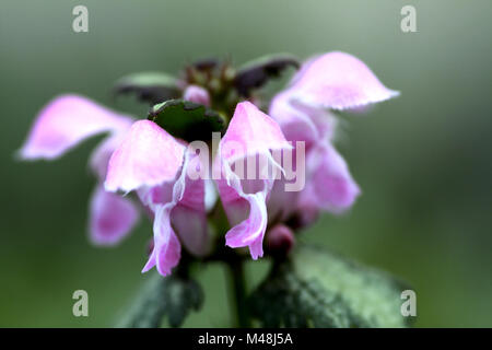 Gefleckte Taubnessel (Lamium maculatum Beacon's Silver) Banque D'Images