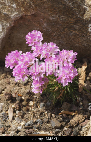 Armeria juniperifolia, Syn. caespitosa, arméria à feuilles de genévrier Banque D'Images